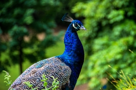 孔雀空山鸟语图片