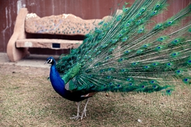 孔雀空山鸟语图片