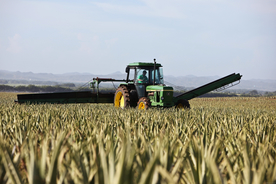 收割机丰收图片