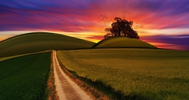 林间小路丛林小道图片