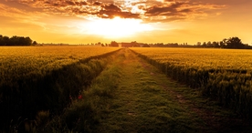 林间小路丛林小道图片