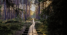 林间小路丛林小道图片