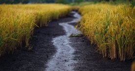 林间小路丛林小道图片