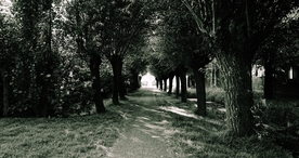 林间小路丛林小道图片