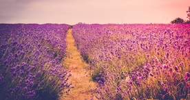 林间小路丛林小道图片