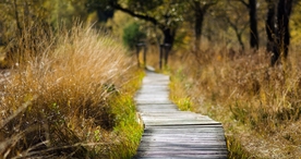 林间小路丛林小道图片