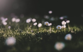 清新淡雅花卉图片