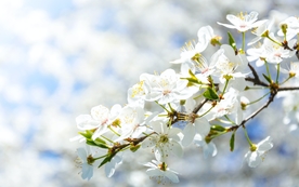 清新淡雅花卉图片