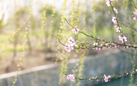 清新淡雅花卉图片