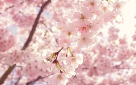 清新淡雅花卉图片