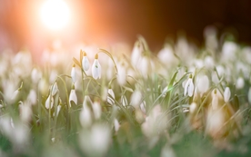 清新淡雅花卉图片