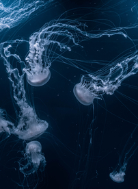 水母海蜇蓝色梦幻图片