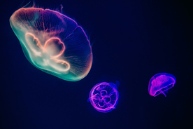 水母海蜇蓝色梦幻图片