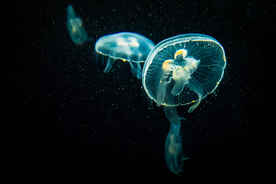 水母海蜇蓝色梦幻图片