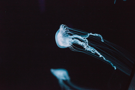 水母海蜇蓝色梦幻图片