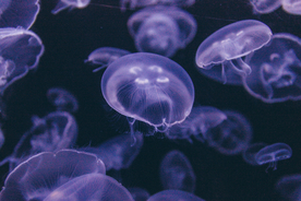 水母海蜇蓝色梦幻图片