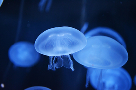 水母海蜇蓝色梦幻图片