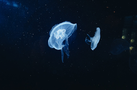 水母海蜇蓝色梦幻图片