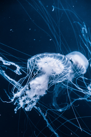 水母海蜇蓝色梦幻图片