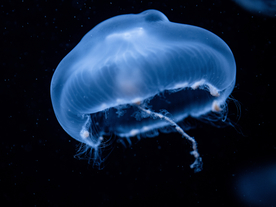 水母海蜇蓝色梦幻图片