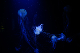 水母海蜇蓝色梦幻图片