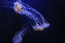 水母海蜇蓝色梦幻图片