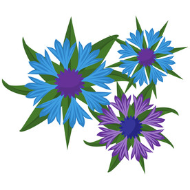 矢车菊 盛开 鲜花 蓝色 草甸