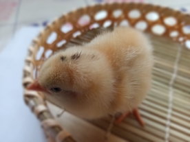 小鸡