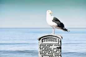 海鸥空山鸟语图片