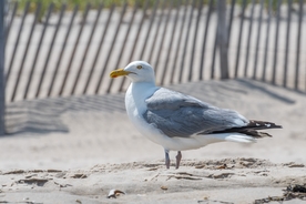海鸥空山鸟语图片