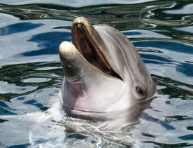 海豚海豚表演图片