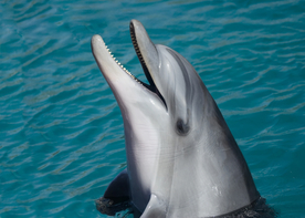 海豚海豚表演图片