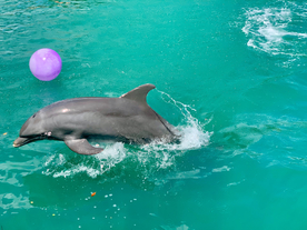 海豚海豚表演图片