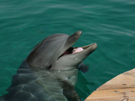 海豚海豚表演图片