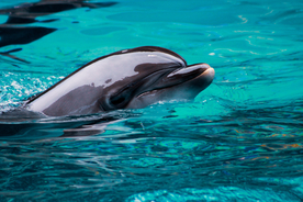 海豚海豚表演图片