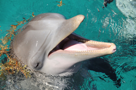 海豚海豚表演图片