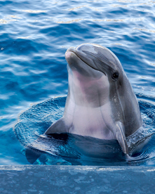 海豚海豚表演图片