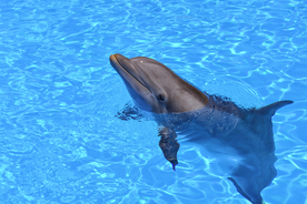 海豚海豚表演图片