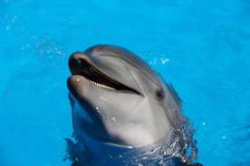 海豚海豚表演图片