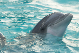 海豚海豚表演图片