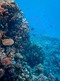 珊瑚珊瑚礁海底图片