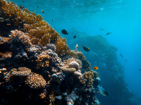 珊瑚珊瑚礁海底图片