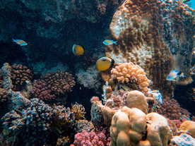 珊瑚珊瑚礁海底图片