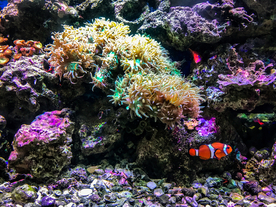 珊瑚珊瑚礁海底图片