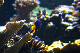 珊瑚珊瑚礁海底图片