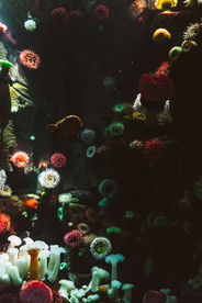 珊瑚珊瑚礁海底图片