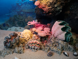 珊瑚珊瑚礁海底图片