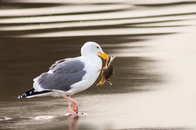海鸥空山鸟语图片