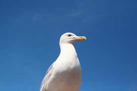 海鸥空山鸟语图片