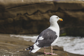 海鸥空山鸟语图片
